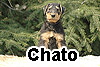 chato_1_1